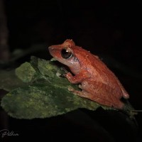 Pseudophilautus folicola Manamendra-Arachchi & Pethiyagoda, 2005